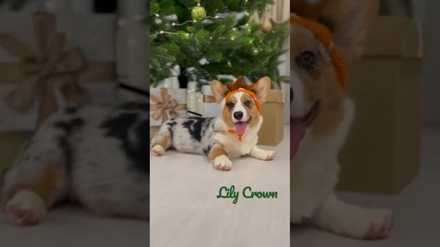 Новогодняя фотосессия для Омиры ! Щенок свободен! #corgi #корги #welshcorgicardigan