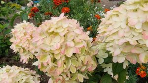 Гортензия Граффити