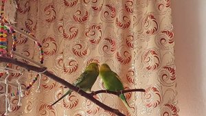 Волнистые попугаи. Как спариваются попугаи