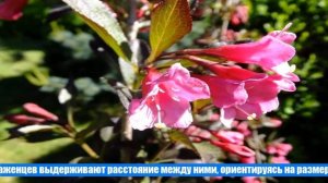 Цветущая вейгела – особенности посадки