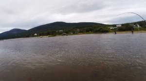 Косяк рыбы в 3км. ? Горбуша на Кольском полуострове