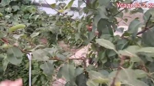 груша Чижовская (созревание плодов)