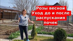 Розы весной Уход до распускания почек и после