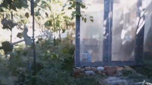 ОГОРОД В АБХАЗИИ. ЧТО ТУТ РАСТЁТ