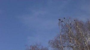 Девушка пела в церковном хоре