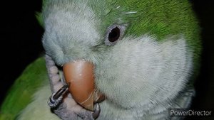 КЕША. УЧИМ ПОПУГАЯ ГОВОРИТЬ СВОЁ ИМЯ.  УРОК ДЛЯ ПОПУГАЯ.