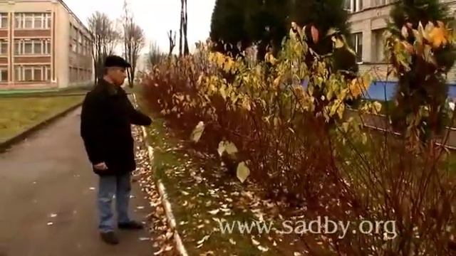 Дерен Белый - обрезка. Уроки Николая Рабушко. Обрезка деревьев и кустарников. Видеоурок.