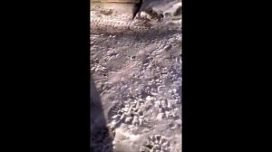 Моторное масло превратилось в желе !