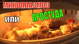 МИКОПЛАЗМОЗ ИЛИ ПРОСТУДА У ЦЫПЛЯТ  ТИЛОЗИН 50  ВЕС БРОЙЛЕРА ТРИ НЕДЕЛИ