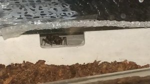 Муравей-пуля / Paraponera clavata ants
