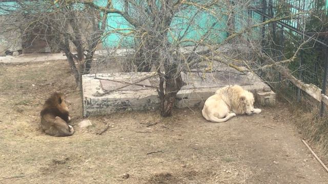 Три льва-богатыря из среднего вольера! Тайган. Three lions from the middle enclosure! Taigan. смотреть онлайн