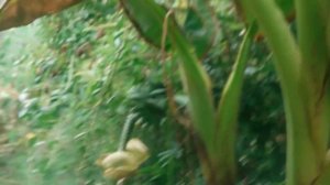 Что растет на огороде в Сочи