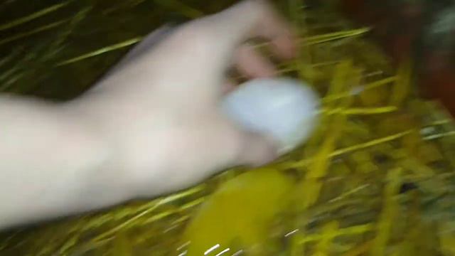 Шок!! На яйце нет скорлупы/Почему???/Помогите. смотреть онлайн