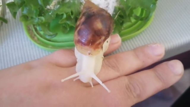 Вечер с моими животными. Улитки ахатины и морская свинка Пуговка. смотреть онлайн