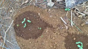 My watermelon sprouted!🌻🌱