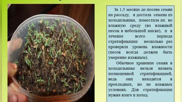 Размножение туи семенами
