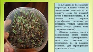 Размножение туи семенами