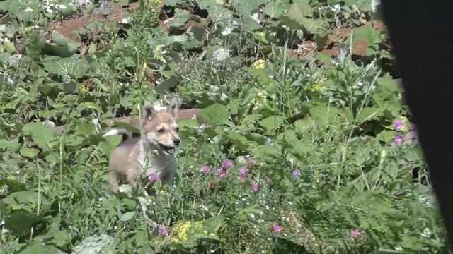 Нашли щенка и решили забрать к себе. Петуха и кур гоняет по двору. 😀А вот от кота получил в глаз смотреть онлайн