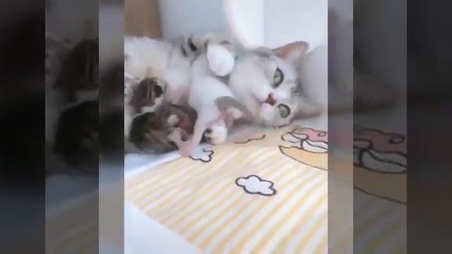 Собака-друг человека.Кутёнки,мамы и хозяева смотреть онлайн