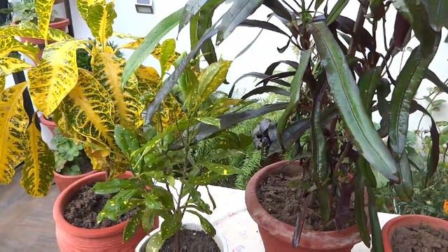 Crotons dying ? DO NOT PANIC смотреть онлайн