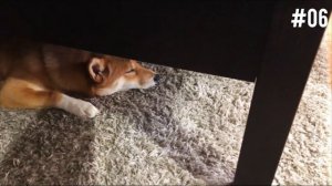 Shiba Facts: 10 Interesting Facts About Shiba Inus