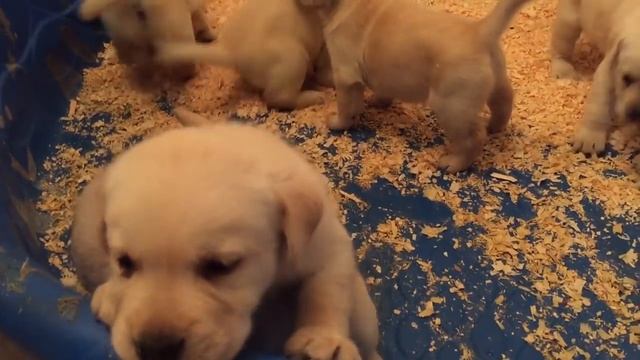 Cute Puppies Growing Up! Day 1 to Week 8 Puppy Transformation. смотреть онлайн