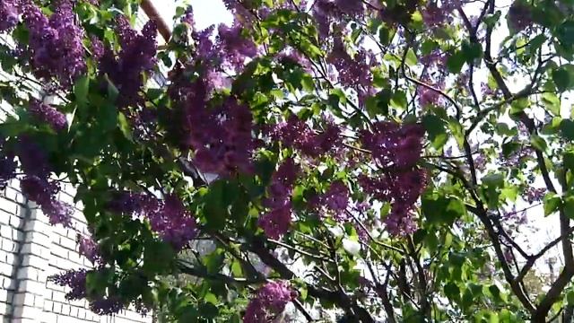 Куст фиолетовой сирени смотреть онлайн