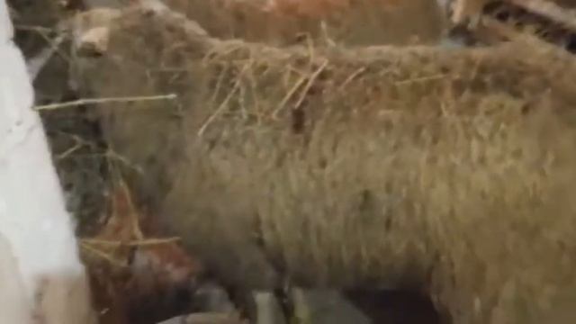 Молочные овцы Восточно-фризской породы! Какие овцы самые выгодные? Овцеводство с чего начать? смотреть онлайн