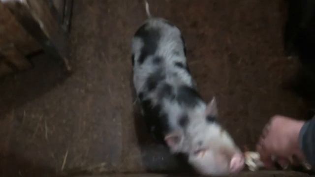 Правильное кормление вьетнамских поросят