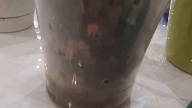 Правильный полив орхидей залог успеха.Все о поливе на фитиле,во мхе,в классической системе зимой