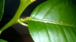 Завязались первые плоды на лимоне "Пандероза" и цитроне "Неизвестном" (прибыл ко мне из г.Сочи)