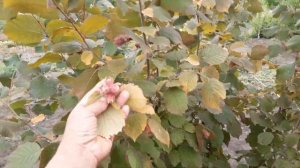 ФУНДУК С КРАСНЫМИ ЛИСТЬЯМИ УРОЖАЙ 2019 года