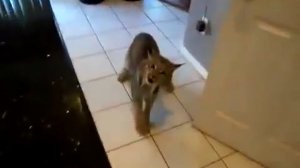 Как РЕВЁТ Рысь !? Жесть!!!