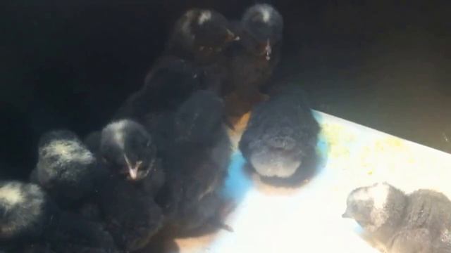 Цыплята "Чешский доминант" смотреть онлайн