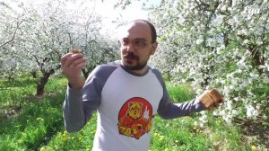 Как делают белевскую пастилу