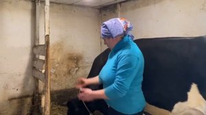 Корова после отёла/Отёк вымени/Кормление/Теленок