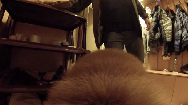 Тави собирает меня на прогулку!!!!(Чау-Чау,GoPro) смотреть онлайн