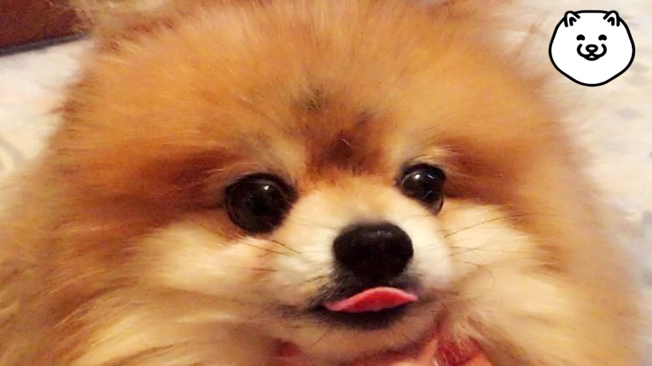 КАК НАУЧИТЬ СОБАКУ КУВЫРКАТЬСЯ ✔️ДРЕССИРОВКА смотреть онлайн