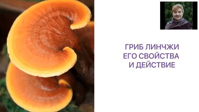 Lingzhi Magic Cocoa Гриб Линчжи Восстановление Омоложение организма смотреть онлайн