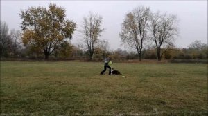 FrisbeeМанія2019   Ольга австралийская овчарка Силки.mp4