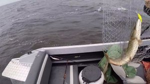 Ловим судака на воблер .