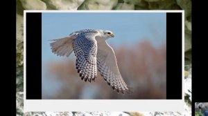 Голоса птиц : кречет.