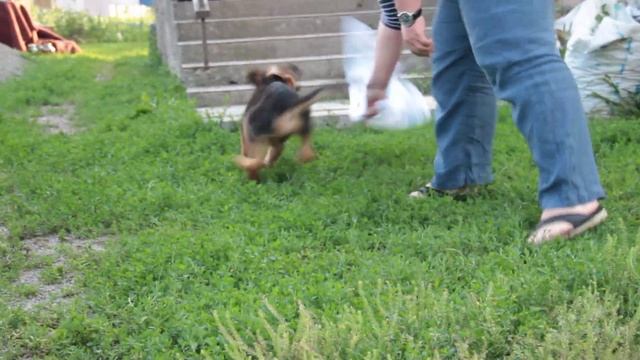 MICHELLE, щенок немецкой овчарки, сука - 3 месяца. Продается! For sale german shepherd puppy! смотреть онлайн