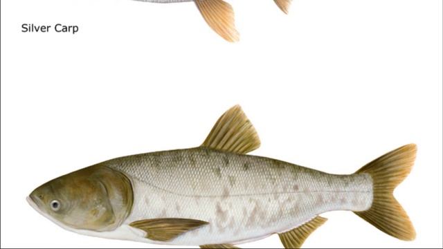 ? КАК ПОЙМАТЬ ТОЛСТОЛОБИКА? СОВЕТЫ РЫБАКУ. смотреть онлайн