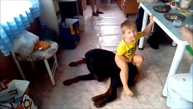 Доберман и дети (Doberman and children) смотреть онлайн
