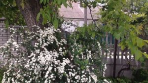 Спирея Вангутта - теневыносливый декоративный кустарник.