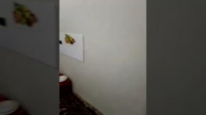 Сомон тч