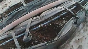 выращивание огурцов зимой