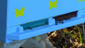 Проверка пасеки после нападения бобра. Подкормка сиропом с КАС-81. Нефтекамск.