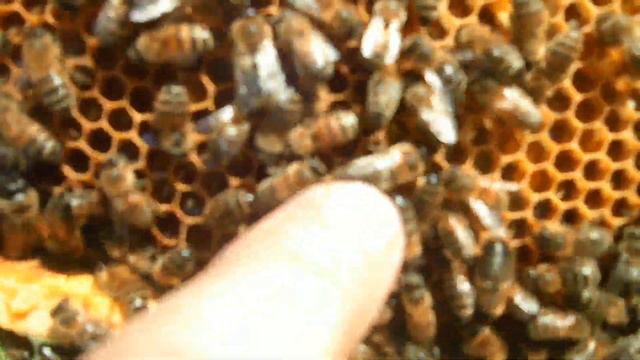 Развитие семей перед медосбором смотреть онлайн